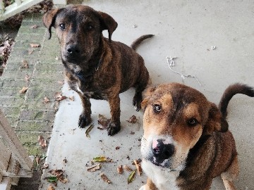Plott Hound – Rehoming 2 Sweet Puppies – Flintville