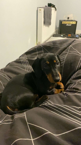 Dachshund – skye full breed dachshund