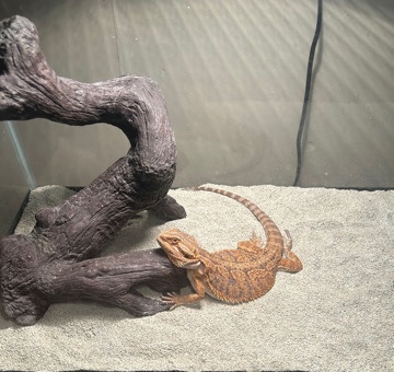 Any – Bearded Dragon
