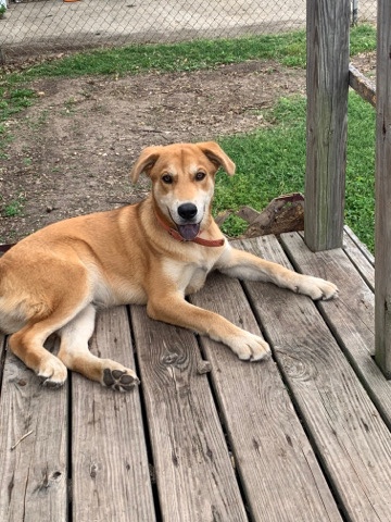 Labrador Husky – For Sale