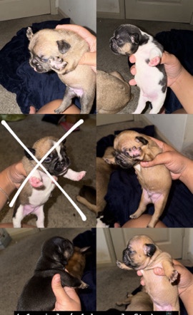 French Bulldog – Full Bred Puppies