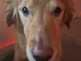 Golden Retriever – Sellin my golden retriever – Summerville