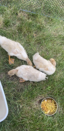 3 ducks