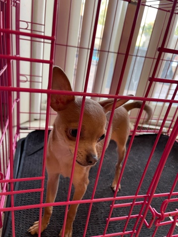 Chihuahua – Need to Re-Home Little Chihuahua Dog