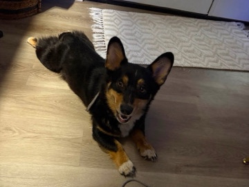 Cardigan Welsh Corgi – full blooded American corgi – Laurel