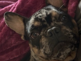French Bulldog – frenchie – Globe
