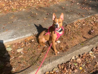 American Pit Bull Terrier – Finding a new home for Olivia – Decatur
