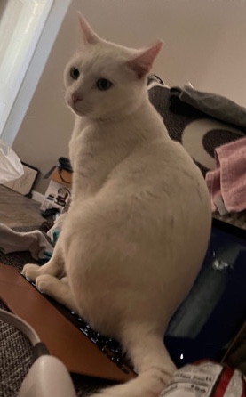Khao Manee – Adam the cat