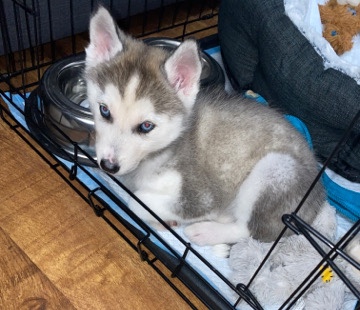 Siberian Husky – Husky puppy
