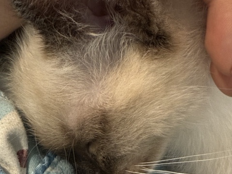 Siamese - Free,I hope she is the only one at home available for adoption in Leicester