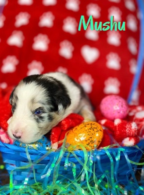 Australian Shepherd – Mushu Australian Shepard