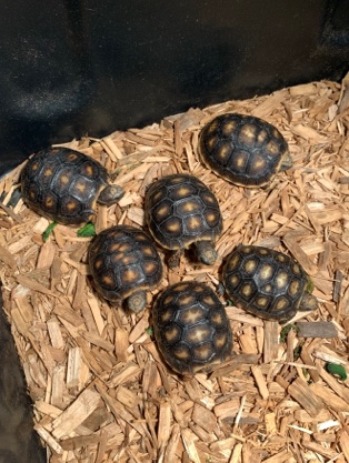 Redfoot tortoise (babies)