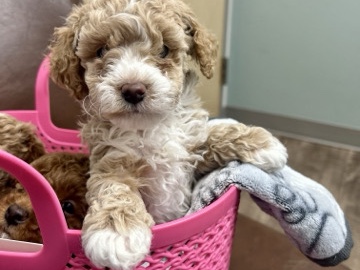 Goldendoodle - Toy Goldendoodle  available for adoption in Sherman