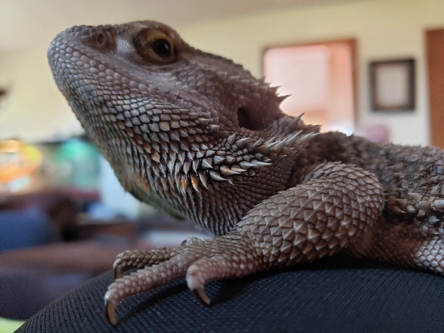 Lizard – Bearded Dragon