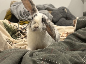 Mini Lop – gorgeous mini lop – Bodmin