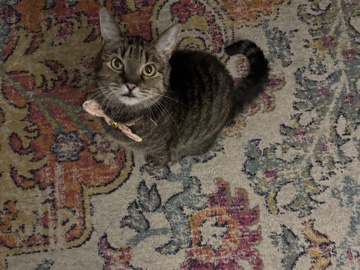 American Shorthair – Sweet lady – Denver