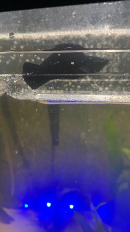 Mollies – Rehome Needed Black Sailfin Molly Fish