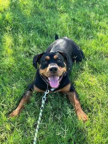 Beau is a Rotweiller Mix Puppy