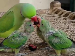 Parakeet – parrot shop – Arrah