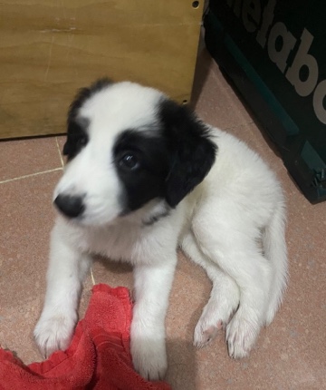 dog for sale