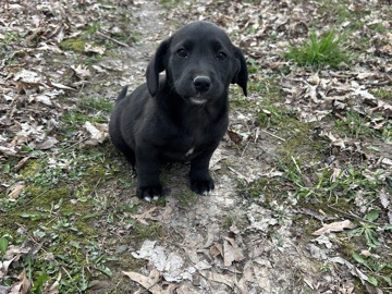 Labrador Retriever – Corgi/Lab mix – Mattoon