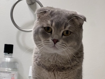 Scottish Fold – Scottish fold – Eden Prairie