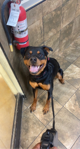 Rottweiler – Unneutered Rottweiler 2 years old