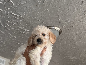 Goldendoodle – 2 Golden Doodle Puppies – Chicago