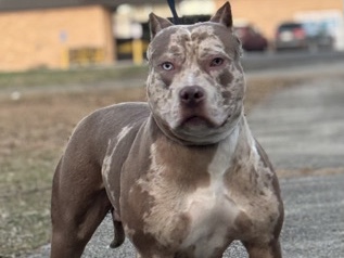 American Bulldog – SPK’S XL bully envy – Austin