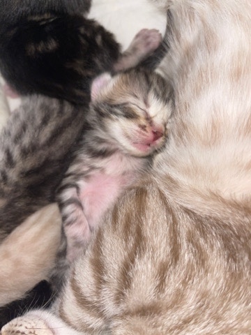 Bengal – Bengal kitten