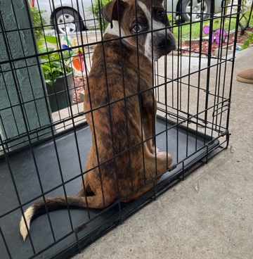 Loving Dogs but have to rehome due to life situations