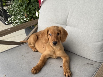 Golden Retriever – Golden Retriever Puppy for Sale - willing to negotiate for the right family. – Belleville