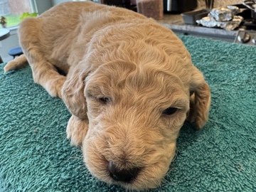 Goldendoodle – BEWARE: Super Cute GOLDENDOODLES for Adoption! – Houston