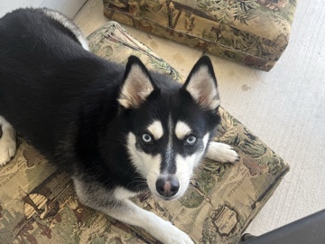 Pomsky – Pomsky X – Bradenton