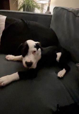 puppies for sale