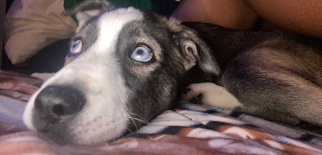 Siberian Husky – cheap pet