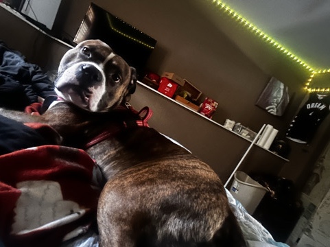 American Pit Bull Terrier – Apollo – Trumbull