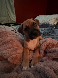 Rhodesian Ridgeback – he’s supper friendly he loves to cuddle at night need to find him a loving home he’s very active