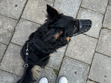 German Shepherd - Schäferhund bordercolli mix available for adoption in Munich