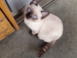 Siamese – sött katt, nytt familj!!! – Växjö
