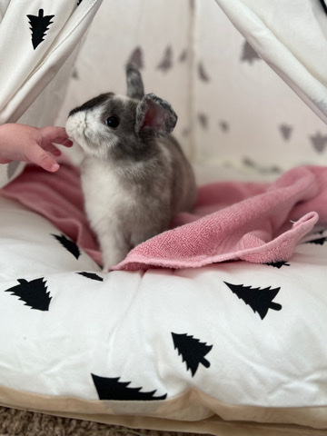Holland Lop – Rehoming bunny