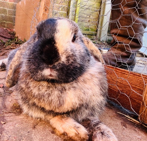 Rabbit needs home asap