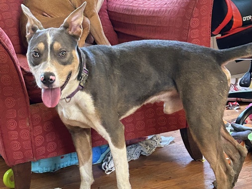 American Pit Bull Terrier – REHOME – Gray