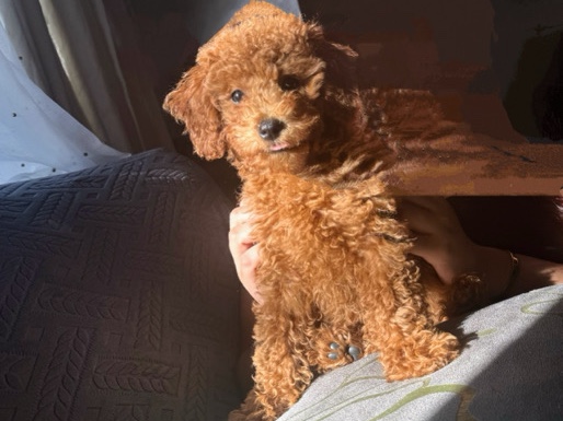 Poodle – Toy Poodle Puppy – 4 Months Old, Female (NJ) – East Brunswick