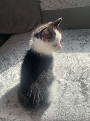 American Curl – kitten for sale