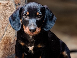Dachshund – Filhotes de Dachshund Salsicha – Belford Roxo