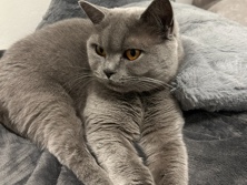British Shorthair – Britsch Kurzhaar Katze – Schwechat