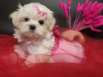 Maltese – Purebred Maltese Girl Beautiful, Healthy Ready for a Loving Home – Запоріжжя