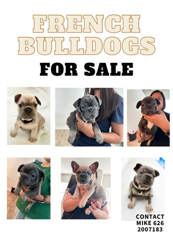French Bulldog – Frenchie Puppies