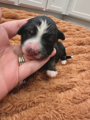 Miniature Australian Shepherd – Mini Aussie Pups